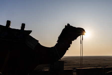 backlit view of isolated pet camel at white salt flats desert with sun flares at morning image is taken at dhordo kutch white rann gujrat india.の写真素材