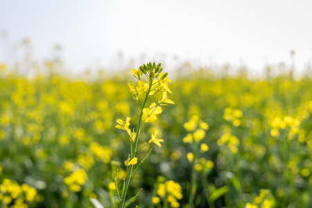 mustard field with yellow flowers at bright day