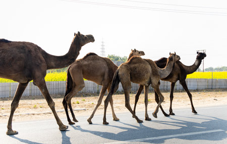 wild camels at tarmac highway with bright daylightの写真素材