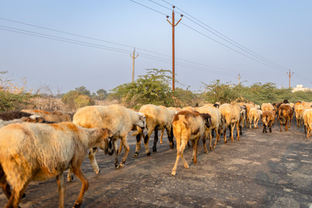 herd of sheep strolling on road in early daylightの写真素材