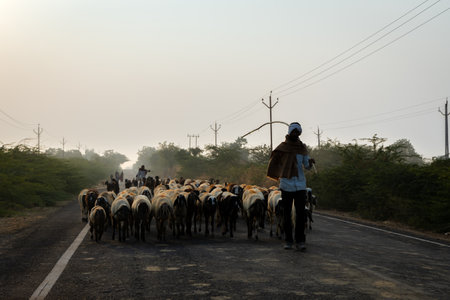 herd of sheep strolling on road by shepherd in early morningの写真素材