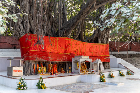 sacred fig tree or hindu holy Akshayavat Temple at morning image is taken at Sri Akshayavat Temple Patalpuri prayagraj uttar pradesh india.の写真素材