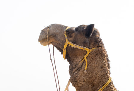 camel's head close up shot in desert under bright daylight