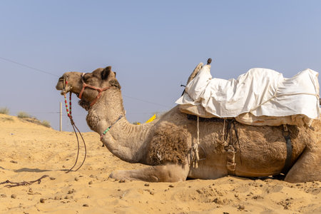 pet camel with traditional sitting cart at desert at day from different angle image is taken at rajasthan, India.の写真素材