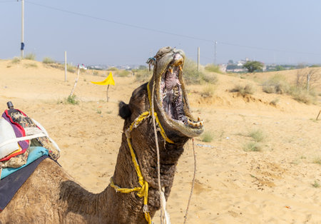 open mouth camel's head close up shot in desert under bright daylightの写真素材