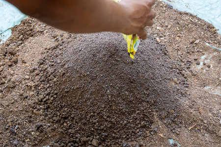 natural soil enhancement using neem khali with garden soil at outdoorの写真素材