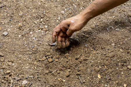 close-up of farmer hand planting seeds in prepared soil at farmの写真素材
