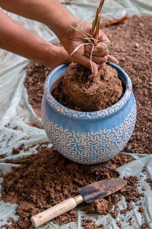 repotting of dying plant by removing from pot outdoorsの写真素材