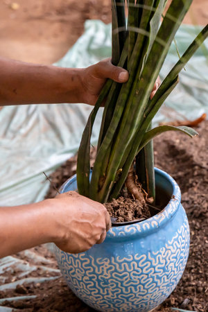 fresh snake plant being repotted in new pot with organic soil at outdoor gardenの写真素材