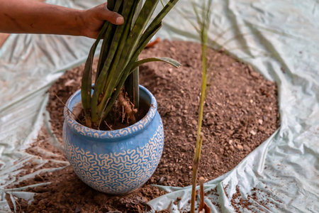 fresh snake plant being repotted in new pot with organic soil at outdoor gardenの写真素材