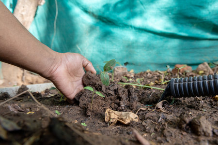 hand nurturing green sapling with tool at farm garden outdoorの写真素材