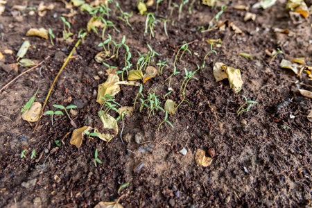 newly born sapling in backyard farm fieldの写真素材