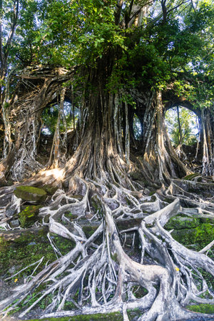 historic ruins of british era at ross island overgrown in daylightの写真素材