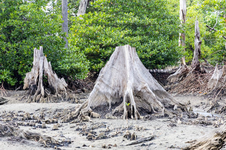 weathered mangrove tree stump with exposed roots in coastal tidal forestの写真素材