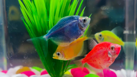 colorful tropical aquarium fish swimming in clear home fish tank