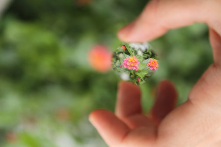 Pink flowers in a magnifying glassの写真素材