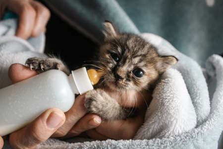 Tabby gray orphan kitten drinks milk from a bottleの写真素材