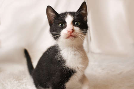 Close portrait of black kittyの写真素材