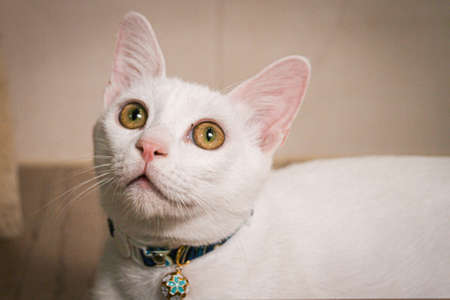 Portrait of funny white cat with yellow eyesの写真素材