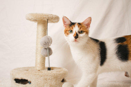 A close portrait of a tricolor catの写真素材