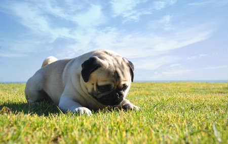Carlino in hiernaの写真素材