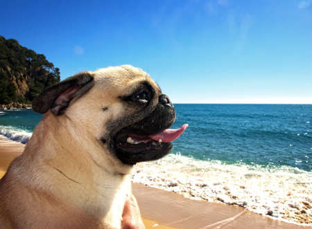 pug dog in a beachの写真素材