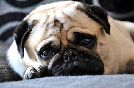 pug lying on the sofa looking at the cameraの写真素材