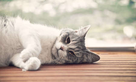 cat lying on a wooden platform while giving the sunの写真素材