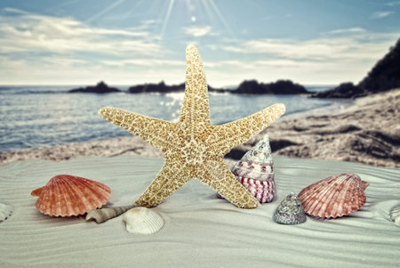 starfish with sea shells on the sea