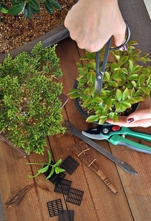 bonsai with tools to cut, tree transplanting and maintain in good conditionの写真素材