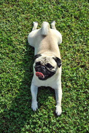 pug dog lying peacefully in the grassの写真素材