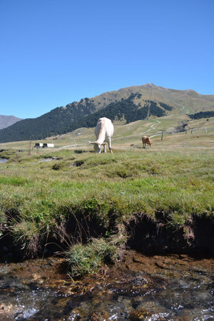 cows grazing in meadows near the Pyrenees