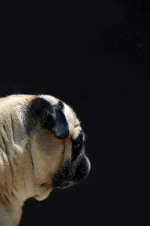 Portrait of dog pug on a black backgroundの写真素材