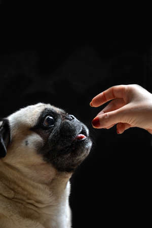 Pug dog looking toward up while you give something of eatの写真素材