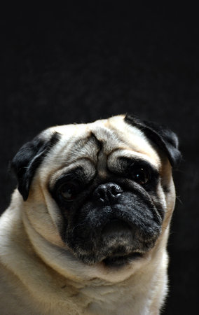 Portrait of dog pug on a black backgroundの写真素材