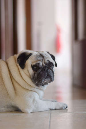 Portrait of dog breed pug at homeの写真素材