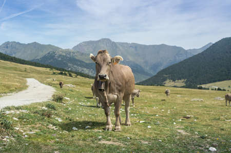 cows grazing in meadows throughout the Pyrenees in summerの写真素材