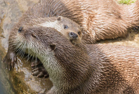 Photograph of a pair of otters playing on the rocksの写真素材