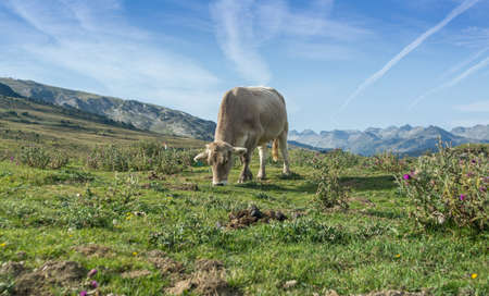 cows grazing in meadows throughout the Pyrenees in summerの写真素材