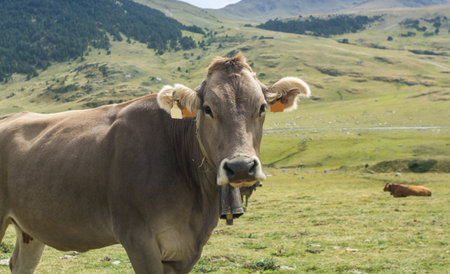 cows grazing in meadows throughout the Pyrenees in summer