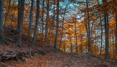 Photographs of the natural park of Montseny, on a day of autumn, located in Catalonia, Spainの写真素材