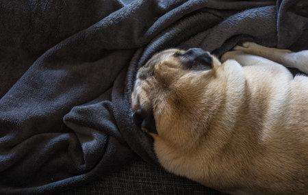 Dog breed Pug sleeping peacefully on the couch with a gray blanketの写真素材