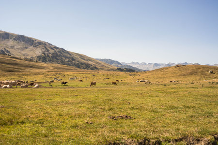 High altitude valley with cows in the background at sunset. Place located in Spain, Catalonia exactly in the valley of Aranの写真素材