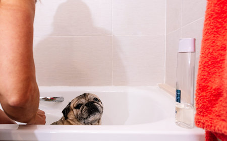 Adorable Pug dog in the bathtub at home getting ready for a comforting bath with hot water. Concept...