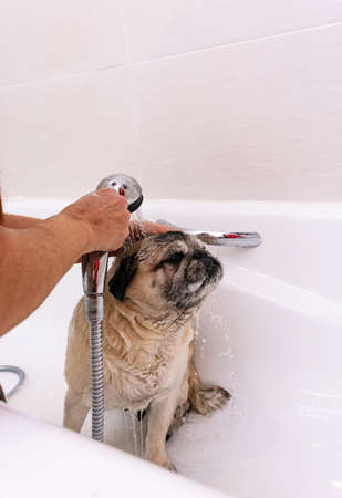 Adorable Pug dog in the bathtub at home getting ready for a comforting bath with hot water. Concept of pet care, coat care and dog hygiene.の写真素材
