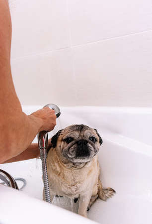 Adorable Pug dog in the bathtub at home getting ready for a comforting bath with hot water. Concept of pet care, coat care and dog hygiene.の写真素材