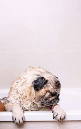 Adorable Pug dog in the bathtub at home getting ready for a comforting bath with hot water. Concept of pet care, coat care and dog hygiene.の写真素材