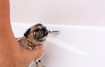 Adorable Pug dog in the bathtub at home getting ready for a comforting bath with hot water. Concept of pet care, coat care and dog hygiene.の写真素材