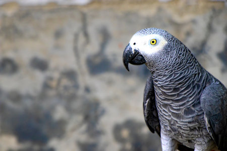 African Grey Parrot (Psittacus erithacus), also known as the African grey parrot.の写真素材