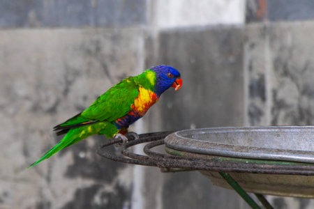Rainbow lorikeet (Trichoglossus haematodus)